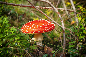 Fly agaric or fly amanita mushroom (Amanita muscaria). Muscimol mushroom. Wild mushroom growing in forest. Ukraine.