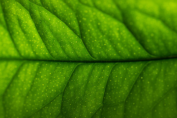 Closeup leaf texture. Green lemon leaf close-up. Abstract natural floral background Selective...