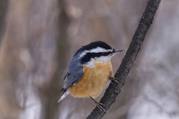 Red-breasted Nuthatch in the Late Fall
