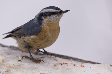 Red-breasted Nuthatch in the Late Fall