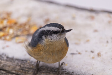 Red-breasted Nuthatch in the Late Fall