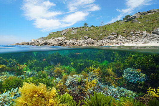 Spain, Galicia, wild Atlantic coast with algae in the ocean, split level view over and under water surface, Pontevedra province, Rias Baixas