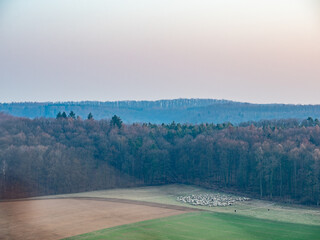 Obraz premium Gr0ße Herde Schafe auf einer Weide