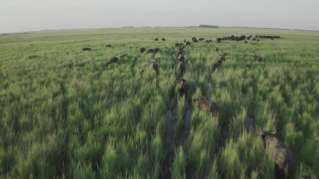 Herd of water buffalo Bubalus bubalis walking and grazing with calves in the tall grass meadow and wetland aerial view