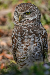  florida burrowing owl