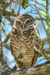 burrowing owl
