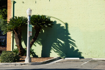 Small palm trees and shadows