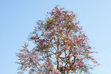 Thai bungor tree (Lagerstroemia loudonii Teijsm.& Binn)