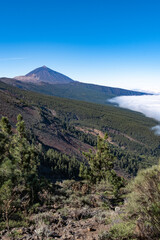 Vertical landscape of volcano el teide trees and woods in foregound during sunny summer day in tenerife, spain	
