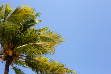 Coconut palm trees with blue sky