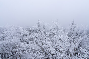 Snow-covered forest on a foggy day