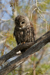 great owl