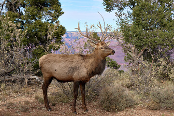 Elk In The Grand Canyon National Park