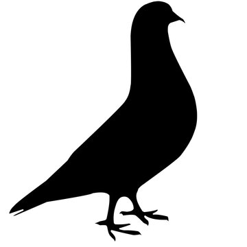 recommend clip art: silhouette of a pigeon