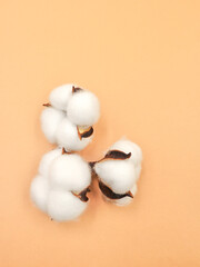 Fluffy cotton flowers on beige background flat lay. Delicate light beauty cotton background. Natural organic fiber, agriculture. spring card. High quality photo
