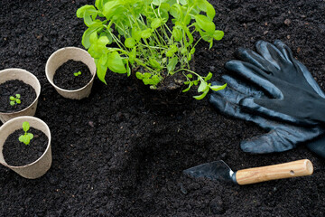 gardening tools and pots with basil sprouts on soil texture background