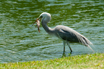 Garça se alimentando