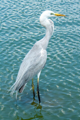 Garça no lago