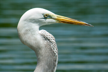 Garça no lago