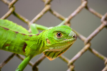 Iguana