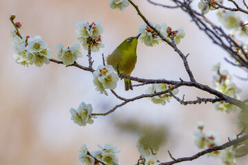 梅の蜜を吸うメジロ