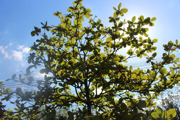 Leaves against blue sky
