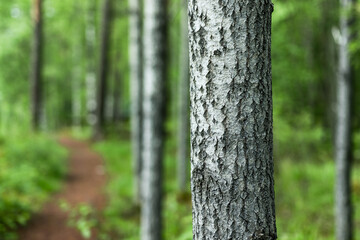 Tree trunk in a green forest