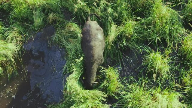 Water buffalo Bubalus bubalis Walking and feeding in tall grass in a wetland habitat aerial view