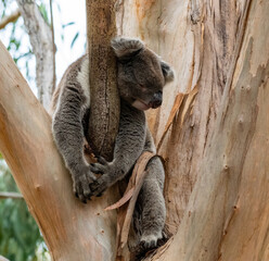 Sleeping one off: A koala in the wild on Kangaroo Island, Australia © John Yunker