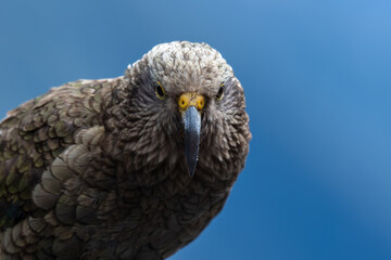 Up close with a Kea, the native New Zealand parrot