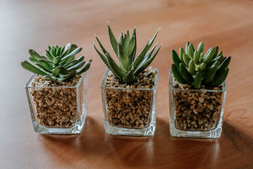 Three little succulent plants on wooden table.