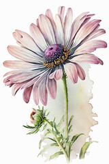 Pink african daisy. Watercolor flower illustration for background, invitation, birthday card. Generative AI