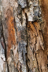 Close-up of tree bark texture.