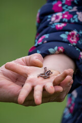 Obraz premium Würmer in einer Kinderhand 