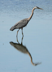 Great Blue Heron Pic#24 in a hunting mood