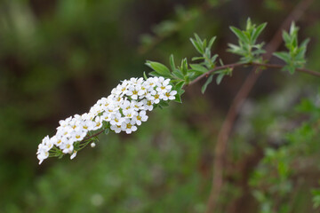 Tawuła Thunberga | Spiraea Thunbergii | Thunberg Tawula