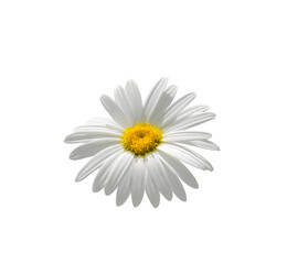 White Shasta daisy flower with yellow center isolated cutout