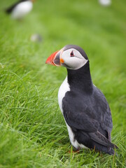 atlantic puffin or common puffin on green grass in Mykines Faroe Islands