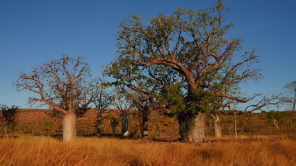 Fototapeta na wymiar Boab Tree in the Kimberley landscape of Northern Australia