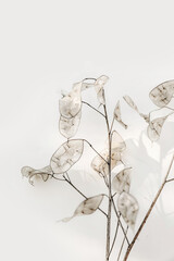 Close-up of beautiful creamy dry Lunaria annua bouquet. Silver dollar money, honesty plant seeds against beige wall. Selective focus, vertical background. Floral home decoration. Beauty in nature.