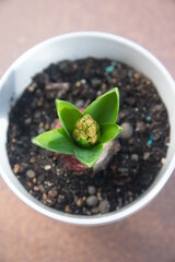 Growing  Hyacinth, Hyacinthus orientalis - common, Dutch or garden hyacinth 