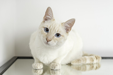 Cute white cat looking curiously at the photographer