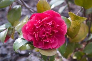 Cam&eacute;llia jap&oacute;nica with red-pink flowers, common camellia,  Rose of winter