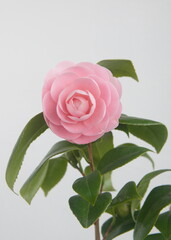 Caméllia japónica Pink Perfection, Uso Otome variety, with light pink flowers,  Rose of winter, on light grey background