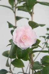 Caméllia japónica Pink Perfection, Uso Otome variety, with light pink flowers,  Rose of winter, on light grey background