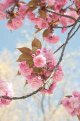 Japanese cherry 