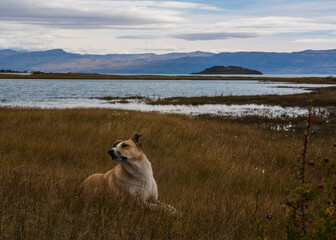 dog on the lake
