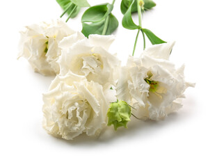 Delicate rose flowers on white background, closeup