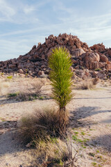 Joshua Tree National Park 