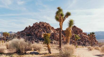 Joshua Tree National Park 